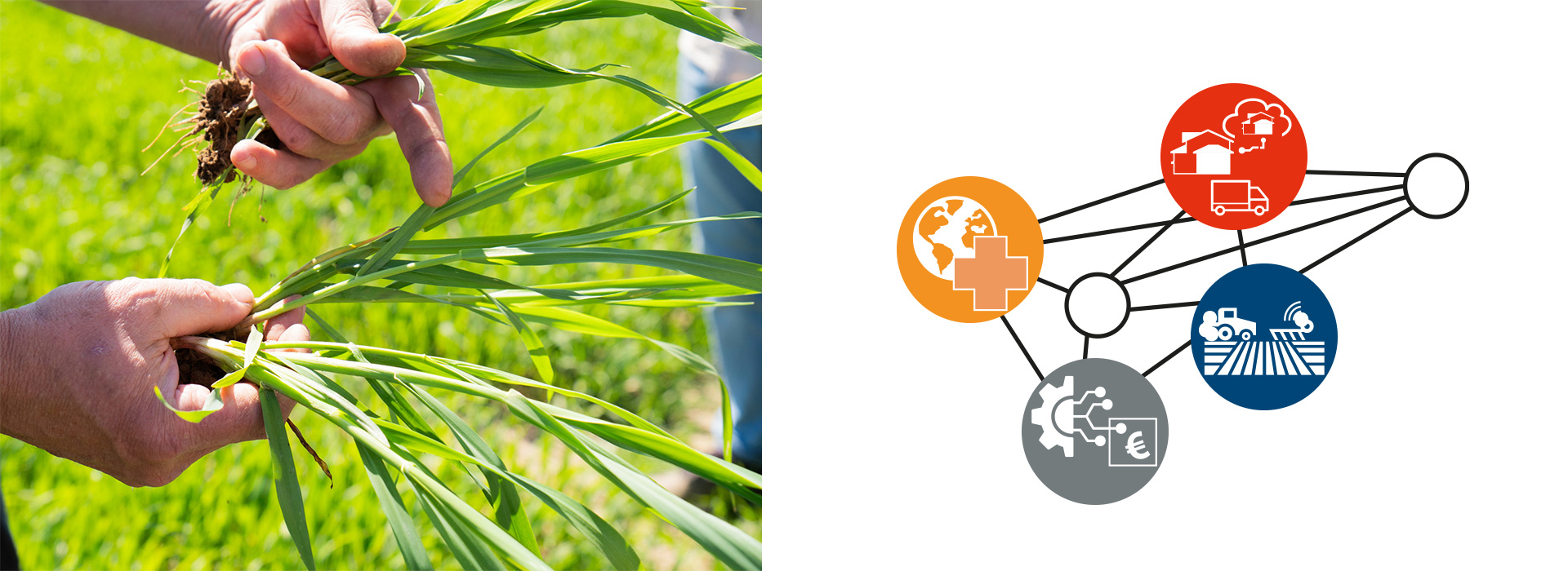 photo with hands holing wheat plants and a network icon